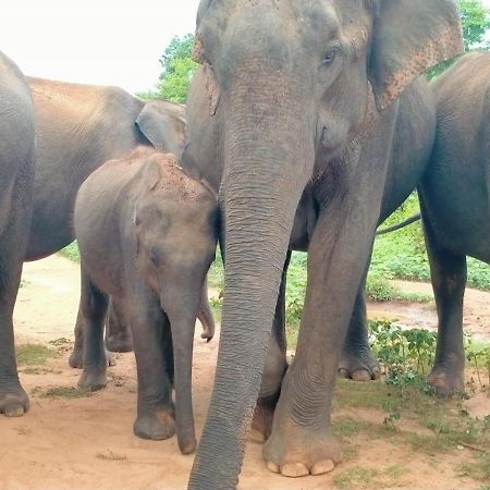 Share Safari Family Bungalow Udawalawe Luaran gambar