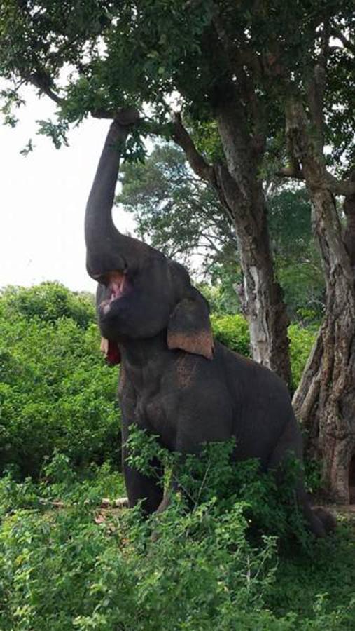 Share Safari Family Bungalow Udawalawe Luaran gambar