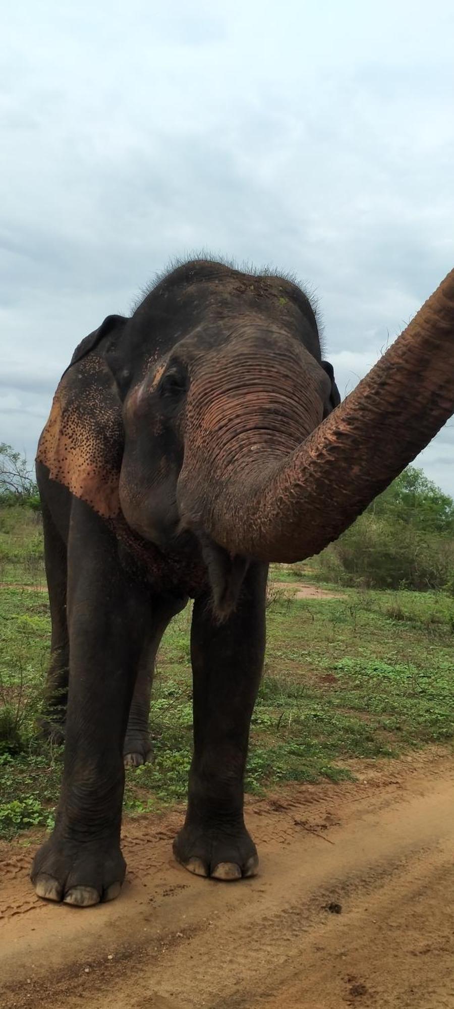 Share Safari Family Bungalow Udawalawe Luaran gambar