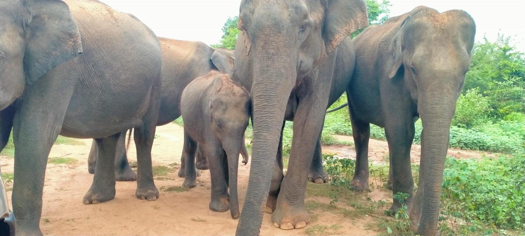 Share Safari Family Bungalow Udawalawe Luaran gambar