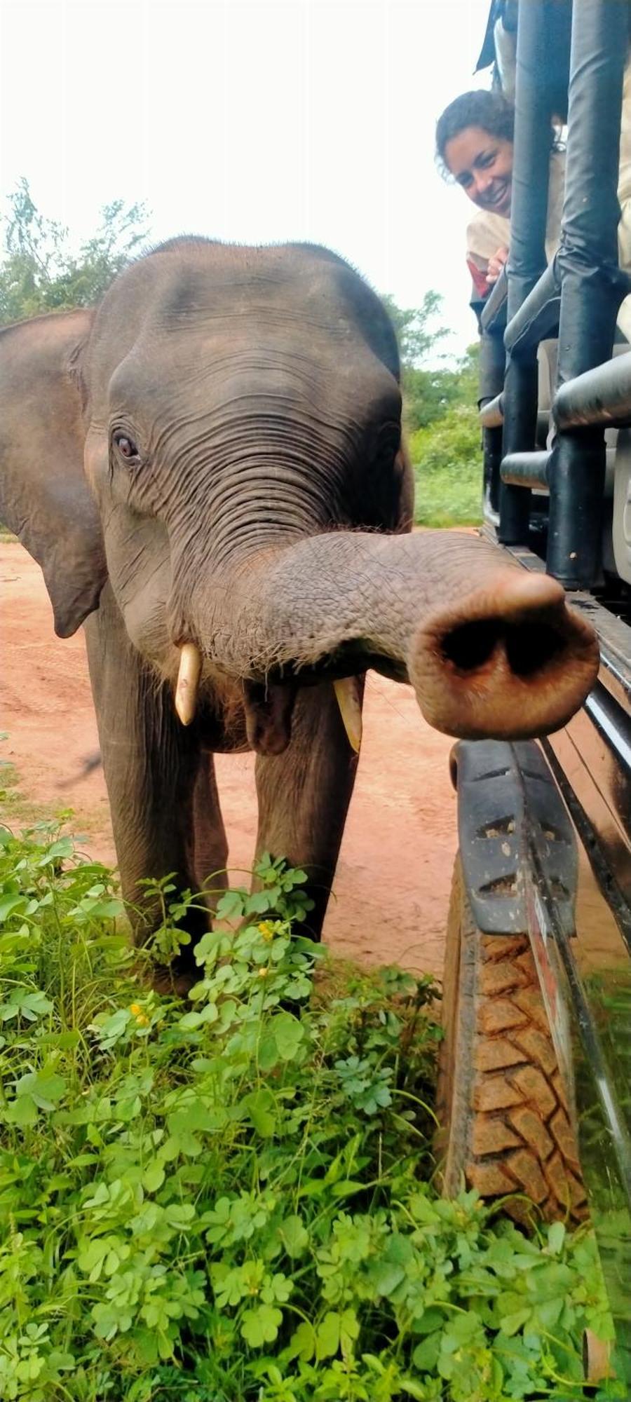Share Safari Family Bungalow Udawalawe Luaran gambar