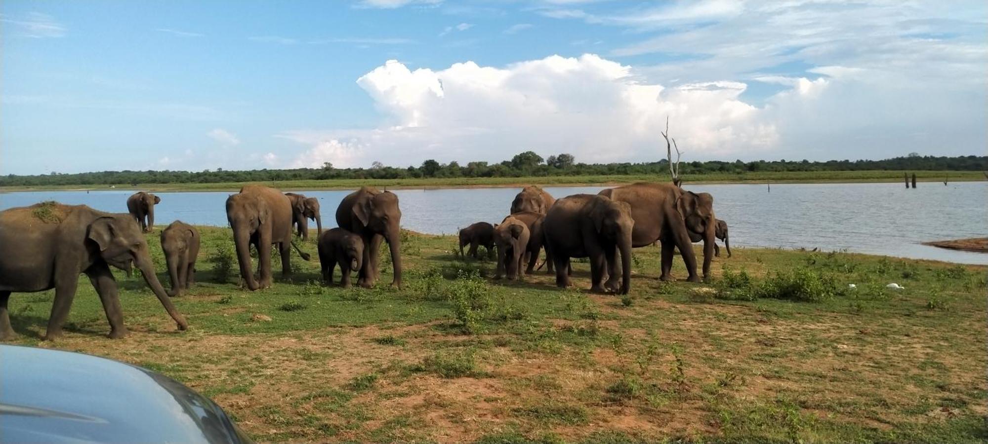 Share Safari Family Bungalow Udawalawe Luaran gambar