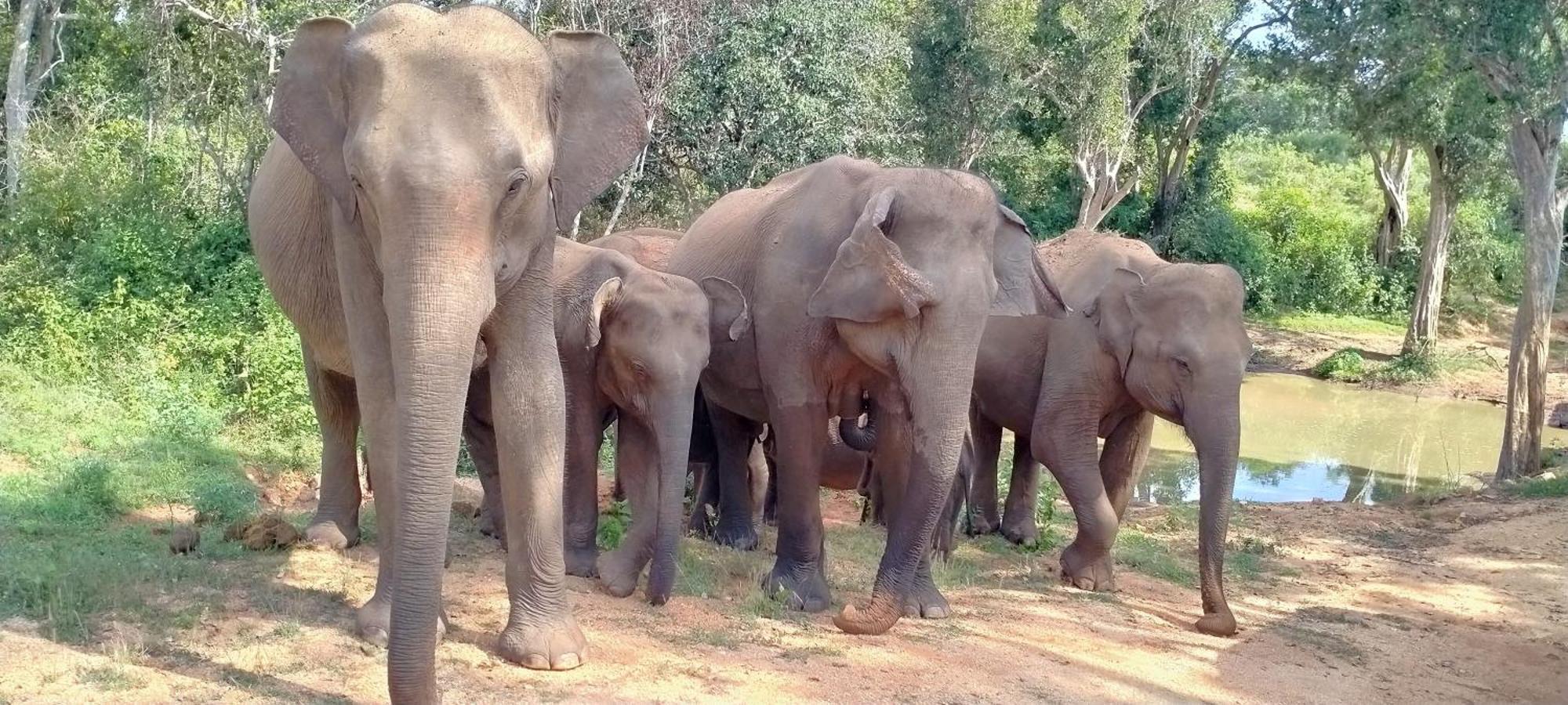 Share Safari Family Bungalow Udawalawe Luaran gambar