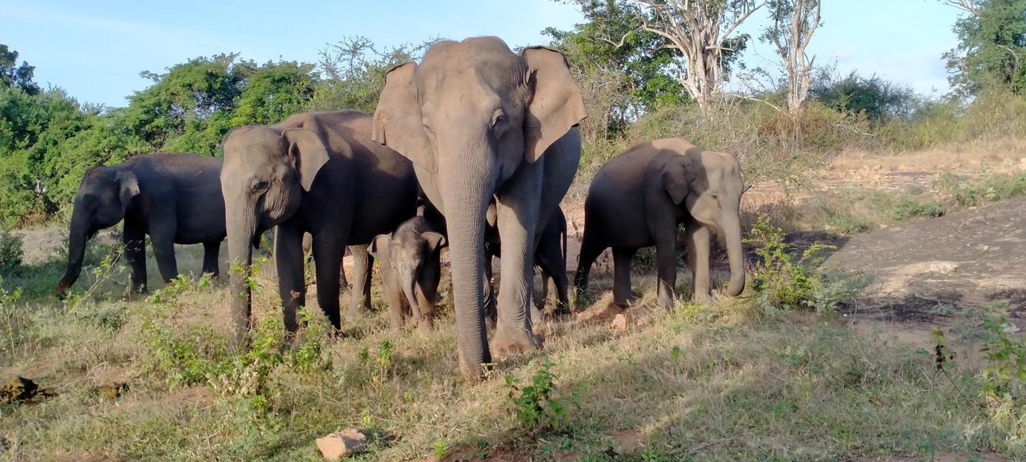 Share Safari Family Bungalow Udawalawe Luaran gambar